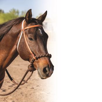 Prof. Choice | Loping Hackamore